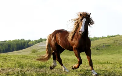 Подборка интересных и необычных фактов о лошадях Лошади – удивительные  животные, которые используют / факты :: планета земля :: интересное  (интересные факты, картинки и истории ) :: домашние животные :: планета ::