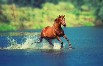 Красивые картинки лошадей на природе - 57 фото