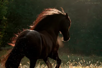 Картинки лошадь, природа, Конь - обои 2560x1600, картинка №37243
