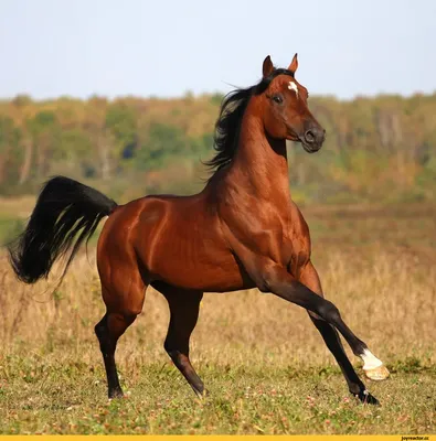 Прекрасные лошади без лишних слов. | Пикабу