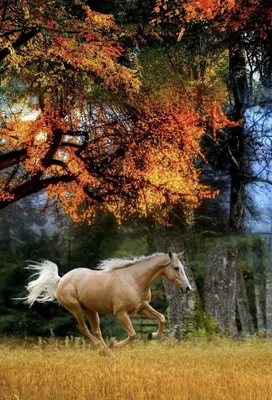 обои : природа, Лошадь, Гора, Скриншот, Атмосферное явление, Конь как  млекопитающее, Жеребец 2560x1600 - AntiStar - 185434 - красивые картинки -  WallHere
