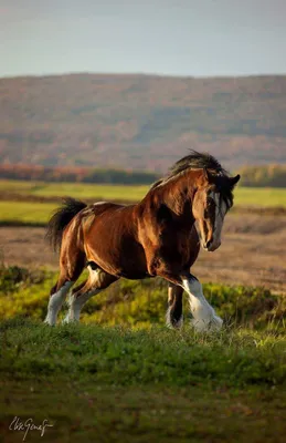 Дикие лошади в природе где водятся, жизнь лошадей в дикой природе