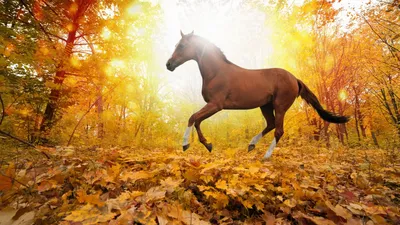 Дикие лошади в природе (54 фото) - 54 фото