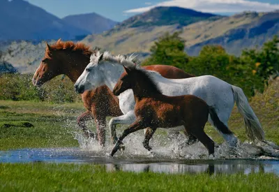 Лошади на природе (71 фото) »