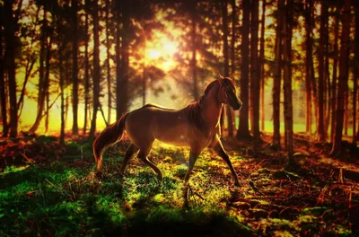 Подборка интересных и необычных фактов о лошадях Лошади – удивительные  животные, которые используют / факты :: планета земля :: интересное  (интересные факты, картинки и истории ) :: домашние животные :: планета ::