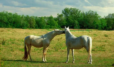 Пара лошадей в дикой природе - обои на телефон