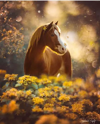 Картинка лошадь Горы Природа Пейзаж картина животное