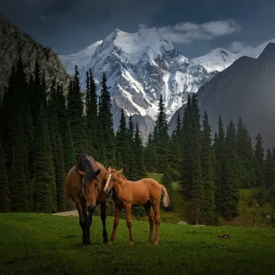 Природа лошади стоковое изображение. изображение насчитывающей зеленый -  10197421