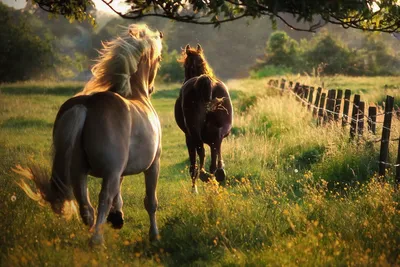 бегущая лошадь коричневый природа фрески - TenStickers