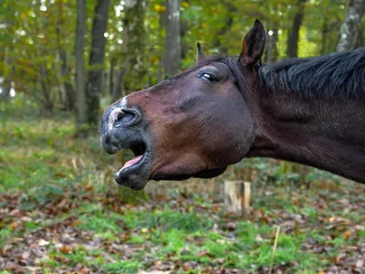 Природа лошади стоковое фото ©mari_art 44858841