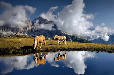 лошадь #красота #природа | Animaux, Cheval