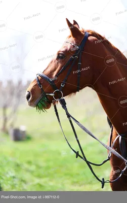 Красный Лошадь Работает На Природа Фон Рысь — стоковые фотографии и другие  картинки Лошадь - Лошадь, Лето, Чистокровная лошадь - iStock