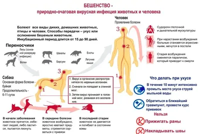 Бешенство у собак: основные симптомы и профилактика | HOME FOOD