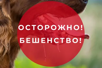 Бешенство у человека: что нужно знать - Российская газета