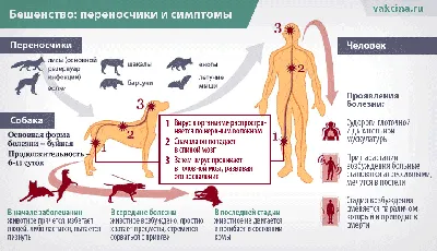 Особенности течения бешенства