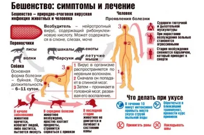 Бешенство – смертельная опасность. Что делать, если укусила собака или  другое животное?