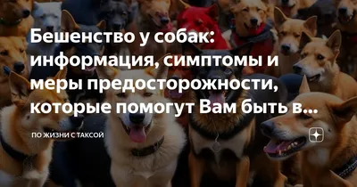 Бешенство у кошек: симптомы, профилактика и лечение