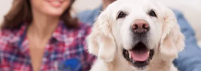 Определение и лечение отрубевидного лишая у собак: симптомы, причины,  методы лечения