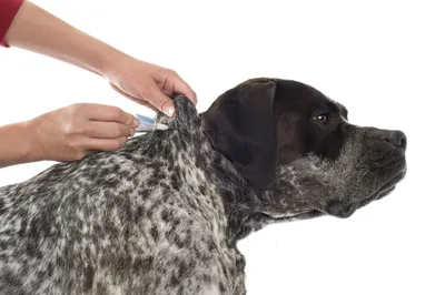 Исследования на чесоточные заболевания (с забором материала) для собак в  ветеринарной клинике SQ-lap