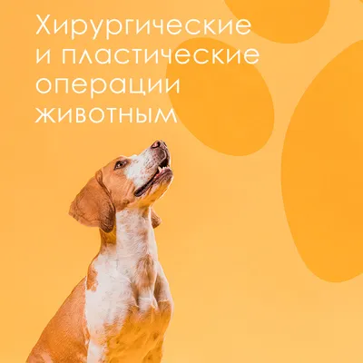 Стригущий лишай у собаки: признаки и симптомы, фото, лечение | ВКонтакте