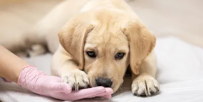 Демодекоз у собак: симптомы и лечение, фото, препараты