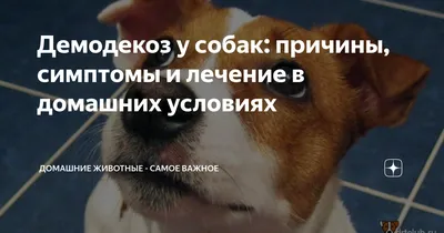 Демодекоз у собак | Ветврач Купарев Леонид