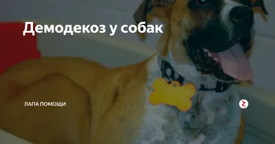 Демодекоз у собак - симптомы, признаки и фото, схема лечения, заразен ли  для человека | Pet-Yes