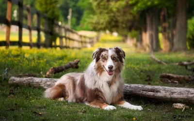 Демодекоз у собак -диагностика симптомы и схема лечения