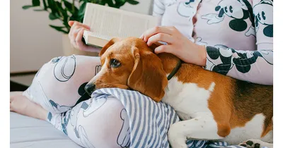 Лишай у собак 🐶 – виды, симптомы и признаки заражения питомца