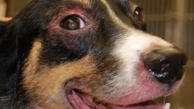 Ушной клещ у собак: как распознать, как лечить и как предотвратить