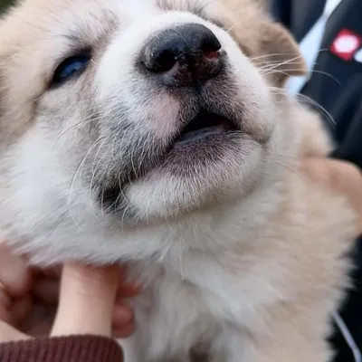 Продажа щенков Купить собаку в Хабаровске 2024 | ВКонтакте