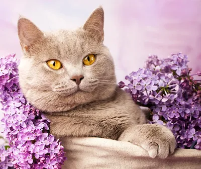 Портрет домашнего кота с зелеными глазами. Кот пушистый, серый, красивые  глаза. Портрет кота крупно Stock-foto | Adobe Stock