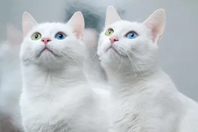Китайский кот, 4k, профессиональное …» — создано в Шедевруме