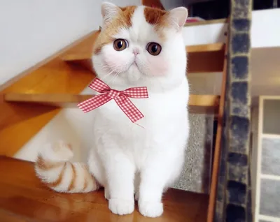 Ученые назвали самые красивые породы кошек: неожиданный результат - Pets