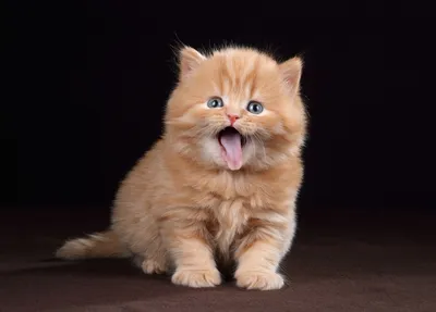 Красивые и неприхотливые в уходе: 6 лучших пород кошек для тех, кто впервые  заводит питомца