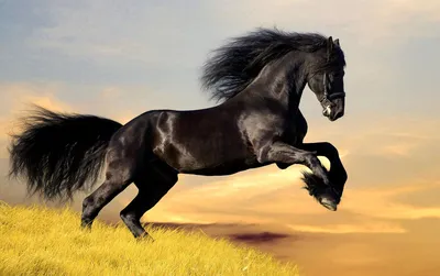 🐎Самые красивые породы лошадей! Часть 2📌 | ⭐Красота спасет мир!⭐ | Дзен