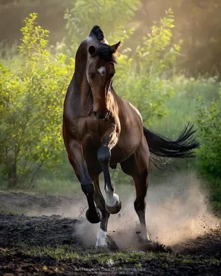 Лошади на природе (57 фото) - 57 фото