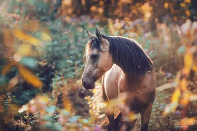 Красивые чёрные лошади бегут по …» — создано в Шедевруме