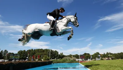 VDL Stud: лучшие лошади Голландии | Prokoni.ru