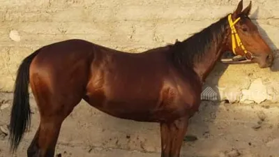 Turmush: Жизнь в регионах: Берейтор А.Сайрамбаев тренирует лошадей, дает им  специальные витамины и следит за их настроением