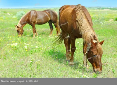 Две красивые лошади пасутся на лугу :: Стоковая фотография :: Pixel-Shot  Studio
