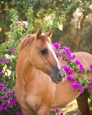коричневая лошадь строго смотрит в камеру, красивые картинки лошадей, лошадь,  животное фон картинки и Фото для бесплатной загрузки