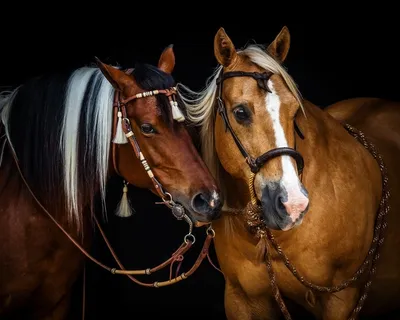 Красивые 2 лошадей, играя на зеленой местности с елями в фоновом режиме.  Comanesti Румыния Стоковое Изображение - изображение насчитывающей цвет,  лужок: 184215261