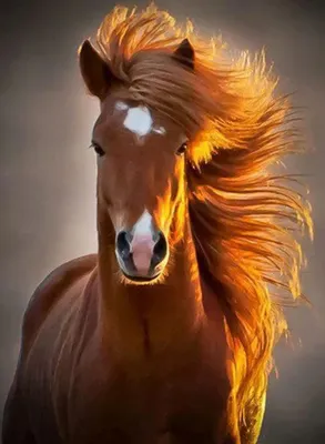 Лошадь иллюстрация - 43 фото