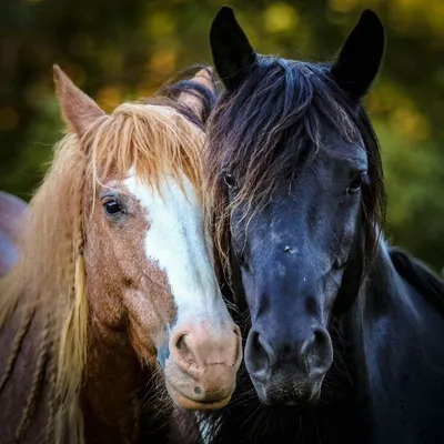 Лошади - красивые картинки (100 фото)