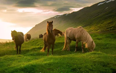 Лошади такие красивые... | Пикабу
