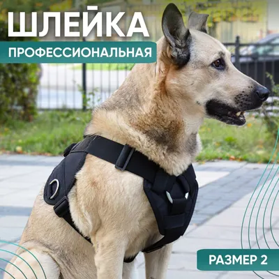 Лучшие туристы: собаки, с которыми здорово путешествовать | Телеканал  Санкт-Петербург