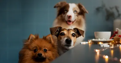 Лучшие фотографии собак 2022 года: победители конкурса