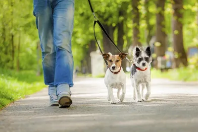 Как правильно гулять с собакой: важные мелочи | Блог ветклиники \"Беланта\"
