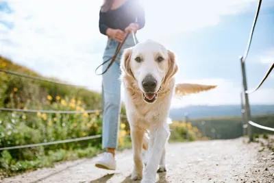 Как совместить прогулку с собакой с тренировкой? Как тренироваться с  домашним животным - Чемпионат